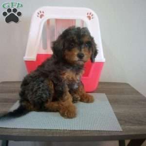 Teddy, Miniature Poodle Puppy